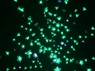 Дерево с прозрачными цветками (SAKURA, зеленый+белые вспышки24LED) H-1,8м, IP44 с трансформатором 24